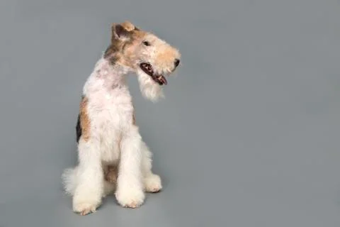 Fox terrier on gray background Stock Photos