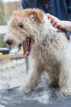 Fox Terrier with open mouth while trimming Stock Photos
