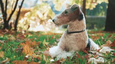 Fox Terrier playing with a stick sitting at yellow autumn grass Stock Footage 69176130