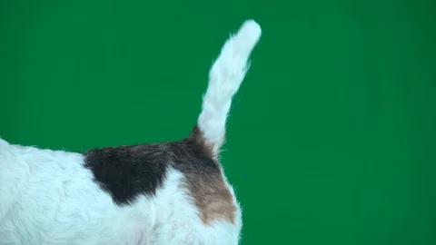 Fox terrier wagging tail. Green screen Stock Footage 105258686