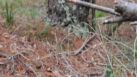 Fox Territory Mark Stock Footage 153147570