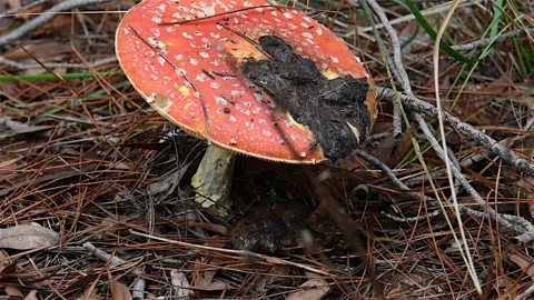 Fox Territory Mark Stock Footage 153154327