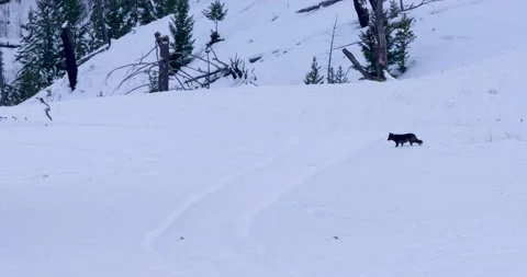 Fox Thrives in the Wild Vídeo Stock 239954404