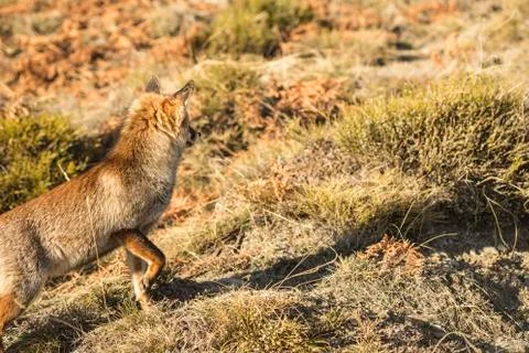 Fox in tne nature Stock Photos