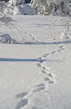 Fox tracks in the snow Foto stock