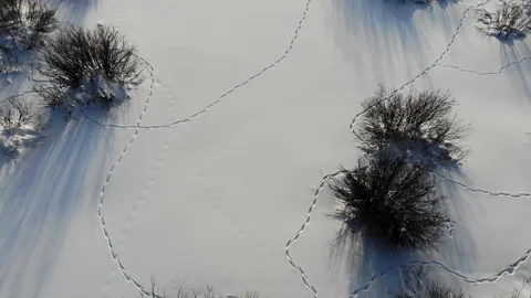 Fox Tracks through Snow and Willows 库存影片 105446171