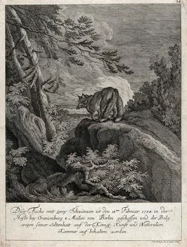 A fox with two tails on a rock in the forest. Etching by J.E. Ridinger. Stock Illustration