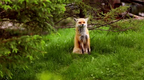 Fox under tree in field Stock Footage 67452848