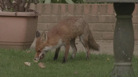 Fox in urban garden Stock Footage 96304802