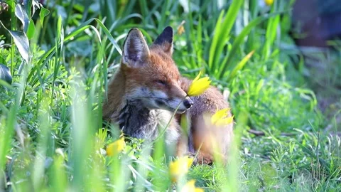 Fox vixen &amp; Tulips Stock Footage 152636506