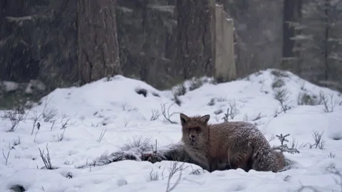 A fox, Vulpes vulpes, eats a dead wild boar on a cold winter morning. Stock Footage 313789040