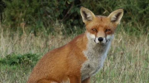 Fox (Vulpes vulpes) head and body sitting, walks from frame Stock Footage 204795032