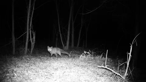 Fox (Vulpes vulpes) looks at the camera in a forest in the night FullHD video Video stock 78890778