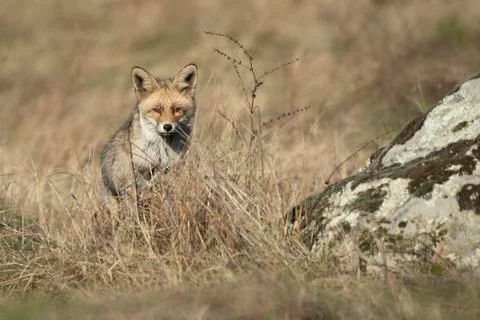 Fox vulpes vulpes 스톡 사진