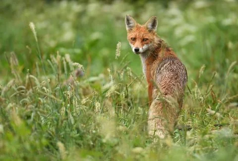 Fox (Vulpes vulpes) Stock Photos