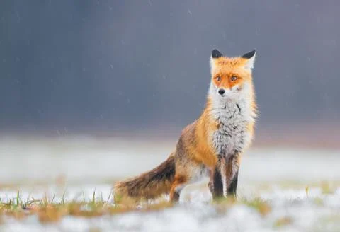 Fox (Vulpes vulpes) Stock Photos