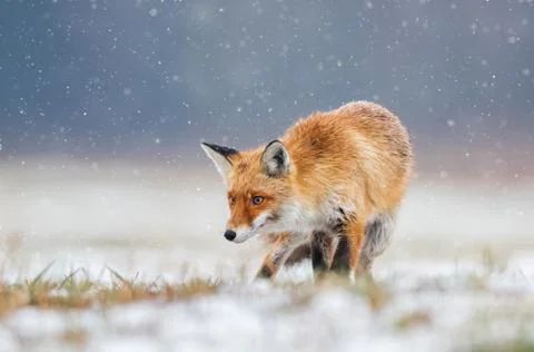 Fox (Vulpes vulpes) Stock Photos