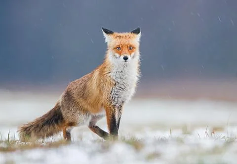 Fox (Vulpes vulpes) Stock Photos