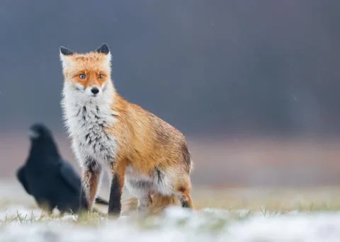 Fox (Vulpes vulpes) Stock Photos