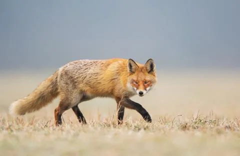 Fox (Vulpes vulpes) Stock Photos