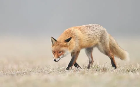 Fox (Vulpes vulpes) Stock Photos