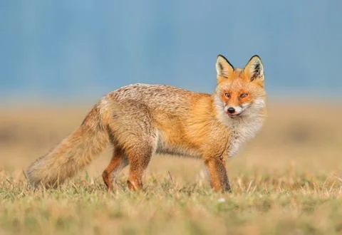 Fox (Vulpes vulpes) Stock Photos