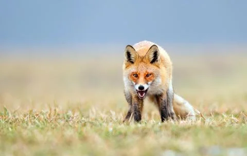 Fox (Vulpes vulpes) Stock Photos