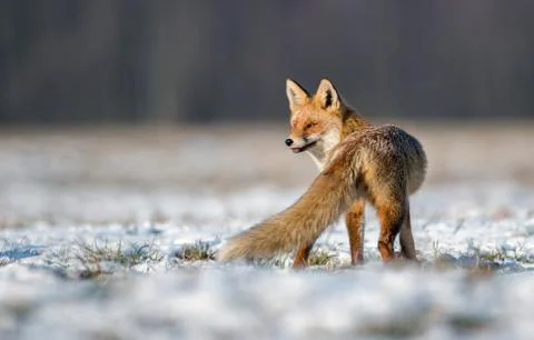 Fox (Vulpes vulpes) Stock Photos