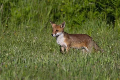 Fox-Vulpes vulpes. Foto stock