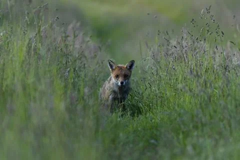 Fox-Vulpes vulpes. Stock Photos
