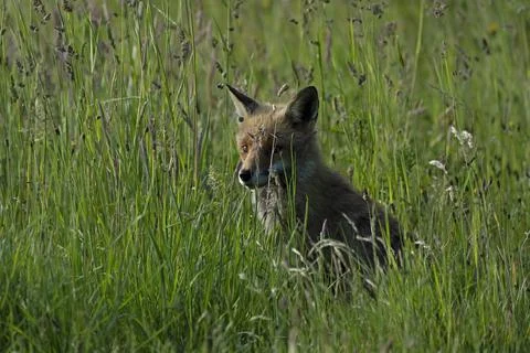 Fox-Vulpes vulpes. Stock Photos