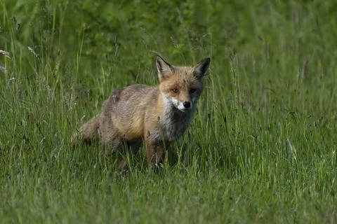 Fox-Vulpes vulpes. Foto stock