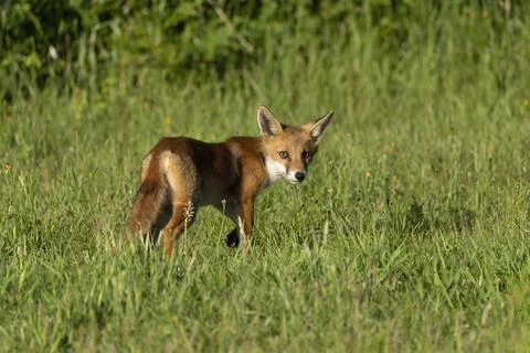 Fox-Vulpes vulpes. Stock Photos