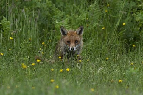 Fox-Vulpes vulpes. Stock Photos