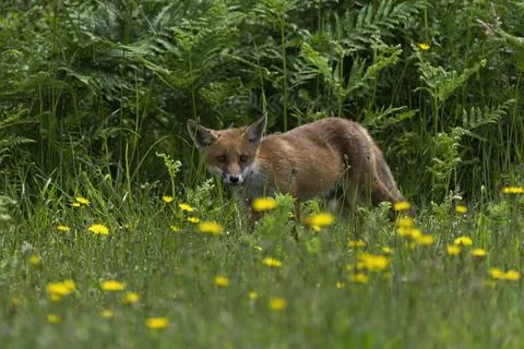 Fox-Vulpes vulpes. Stock Photos