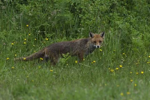Fox-Vulpes vulpes. Foto stock