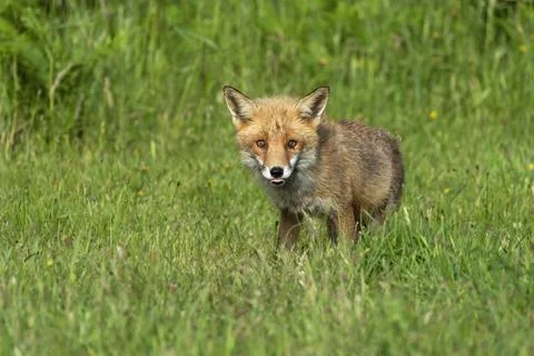 Fox-Vulpes vulpes. Stock Photos