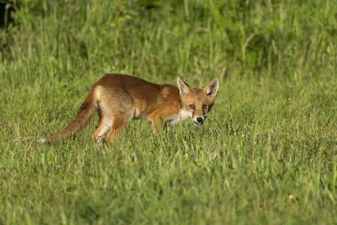 Fox-Vulpes vulpes. Stock Photos