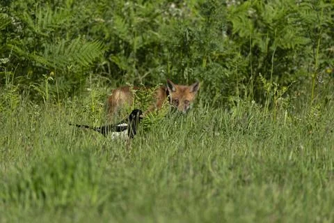 Fox-Vulpes vulpes. Stock Photos