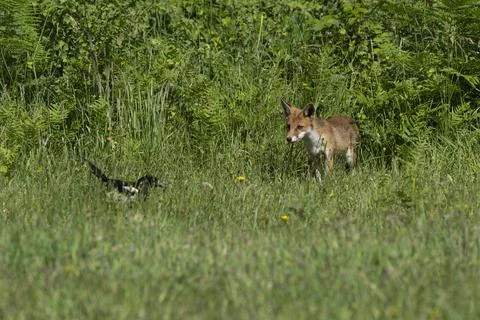Fox-Vulpes vulpes. Stock Photos