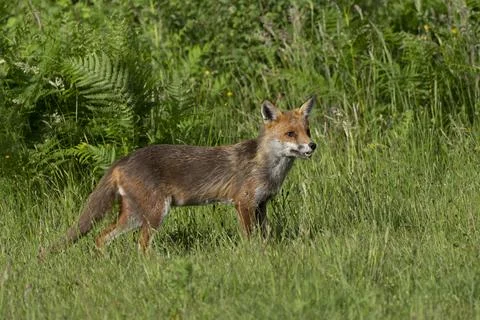 Fox-Vulpes vulpes. Stock Photos