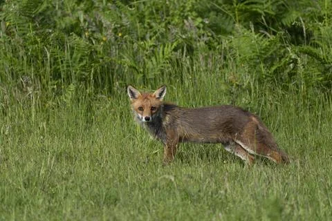 Fox-Vulpes vulpes. Stock Photos