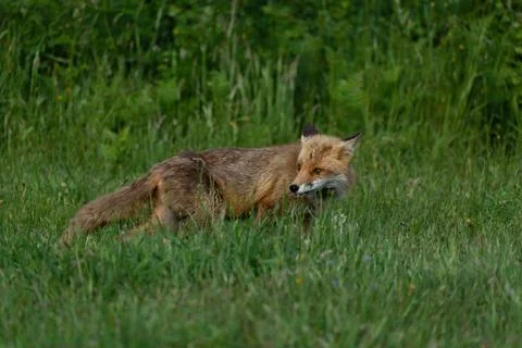 Fox-Vulpes vulpes. Stock Photos