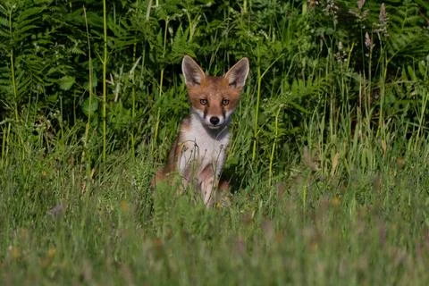 Fox-Vulpes vulpes. Stock Photos