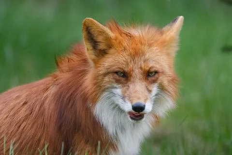 A Fox (Vulpes vulpes) Stock Photos