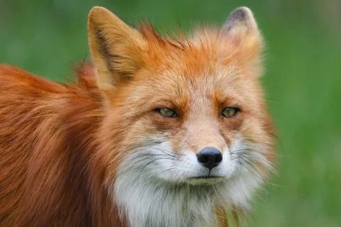 A Fox (Vulpes vulpes) Stock Photos