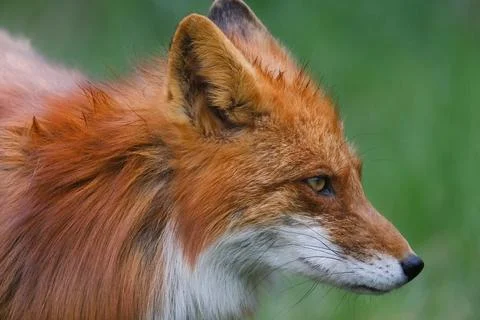 A Fox (Vulpes vulpes) Stock Photos