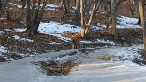 Fox Vulpes vulpes running away in the woods. Stock Footage 124364183