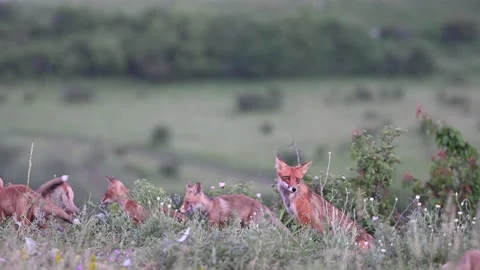 Fox Vulpes vulpes in the wild. Fox with cubs Stock-Footage 239376070