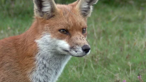 Fox (Vulpes vulpes) young vixen head and... | Stock Video | Pond5